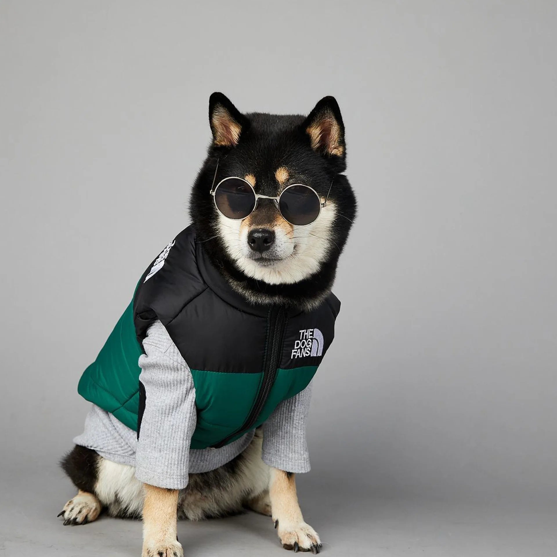 Dog wearing sunglasses and a green and black vest on a gray background