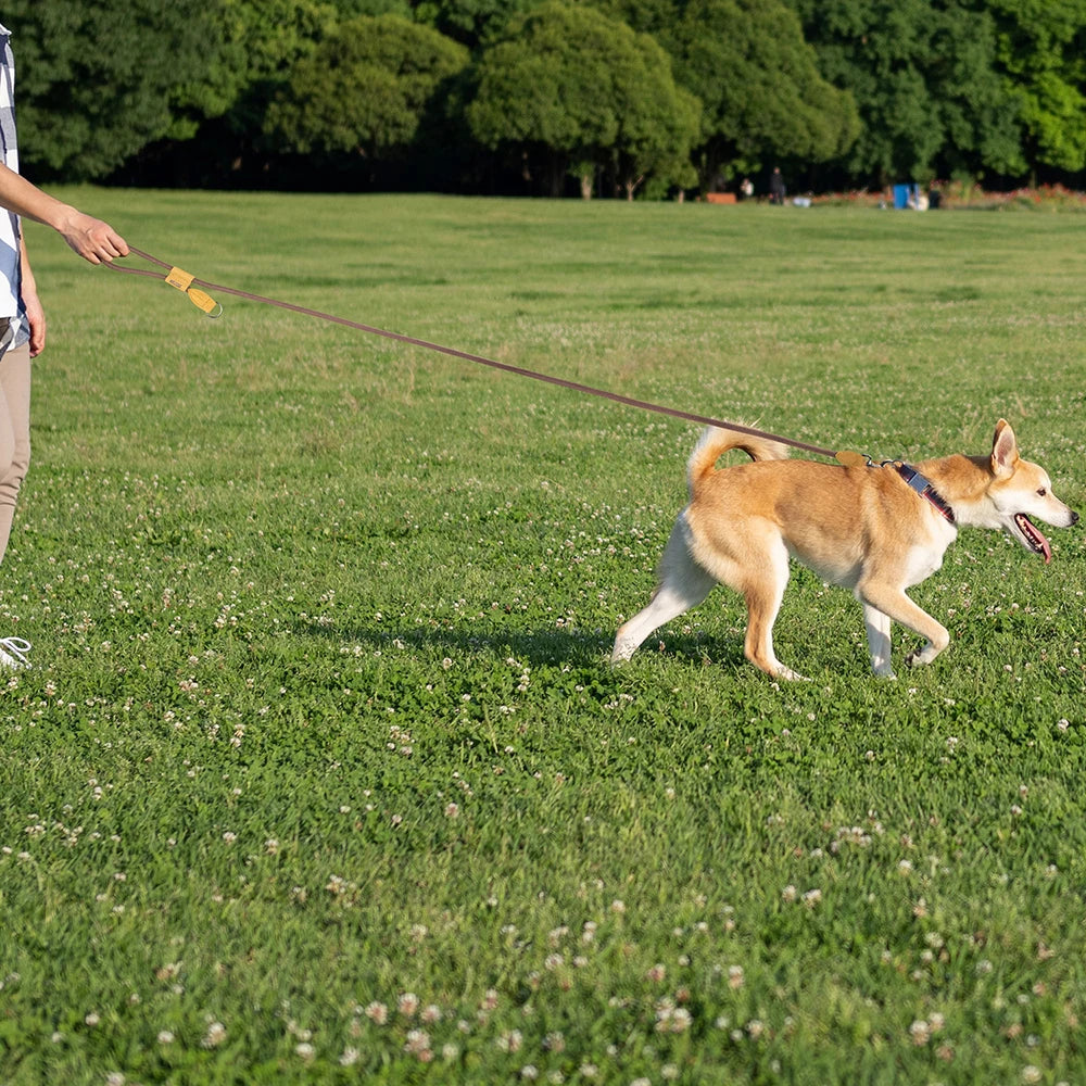 Dog on a leash being walked in a grassy field with trees in the background