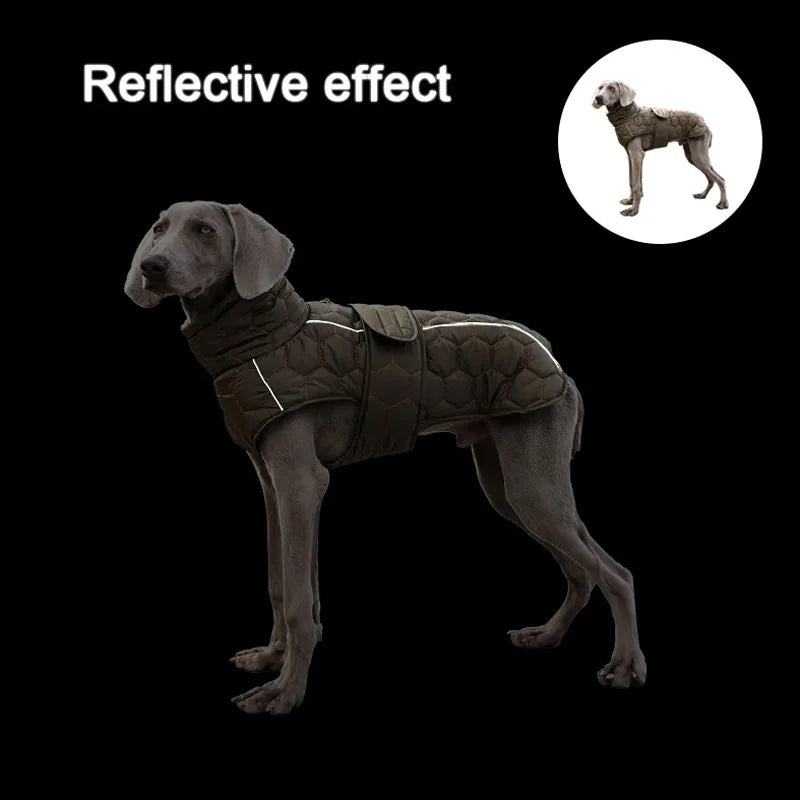 Dog wearing a reflective jacket on a black background