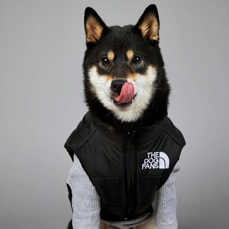 Dog wearing a black vest with 'The Dog Fans' logo on a gray background