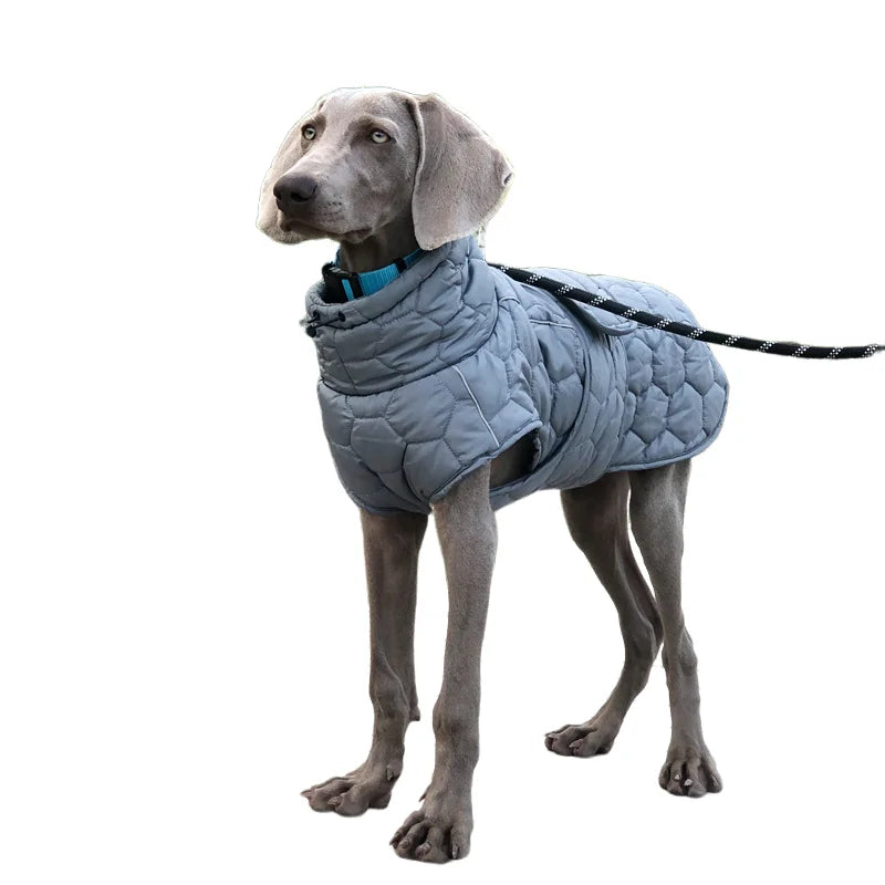 Dog wearing a quilted gray coat on a white background