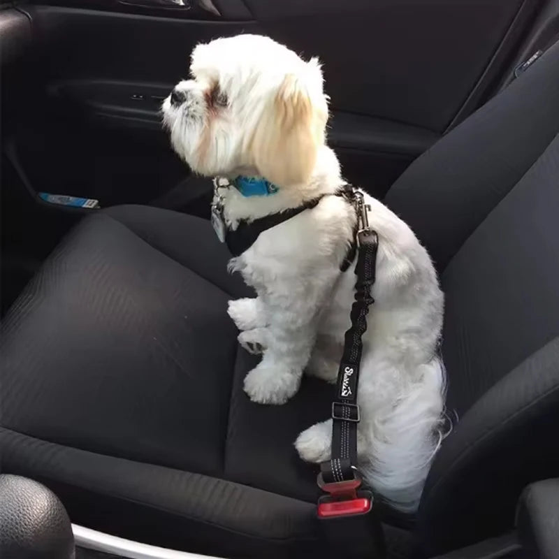 Small white dog sitting in a car with a harness and leash