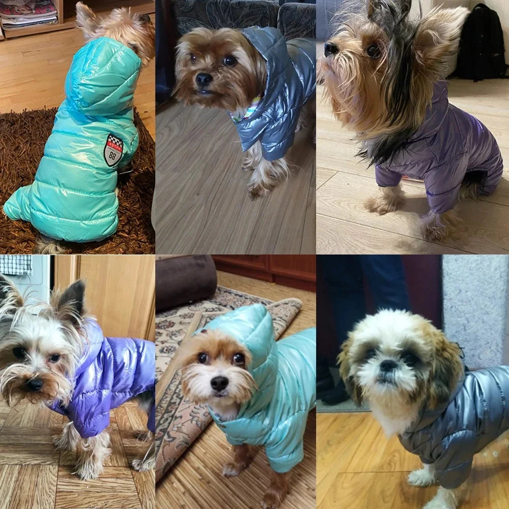 Collage of dogs wearing colorful puffer jackets in various indoor settings.