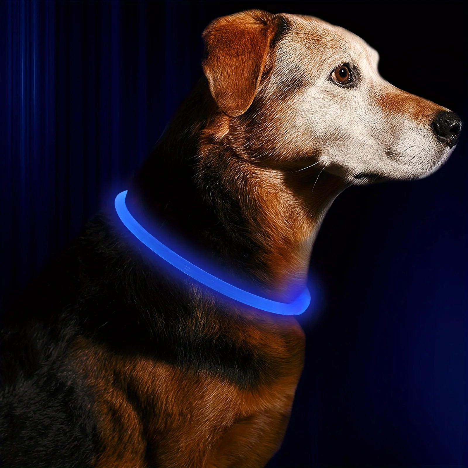 LED Light-Up Dog Collar – USB Rechargeable Anti-Lost Luminous Collar