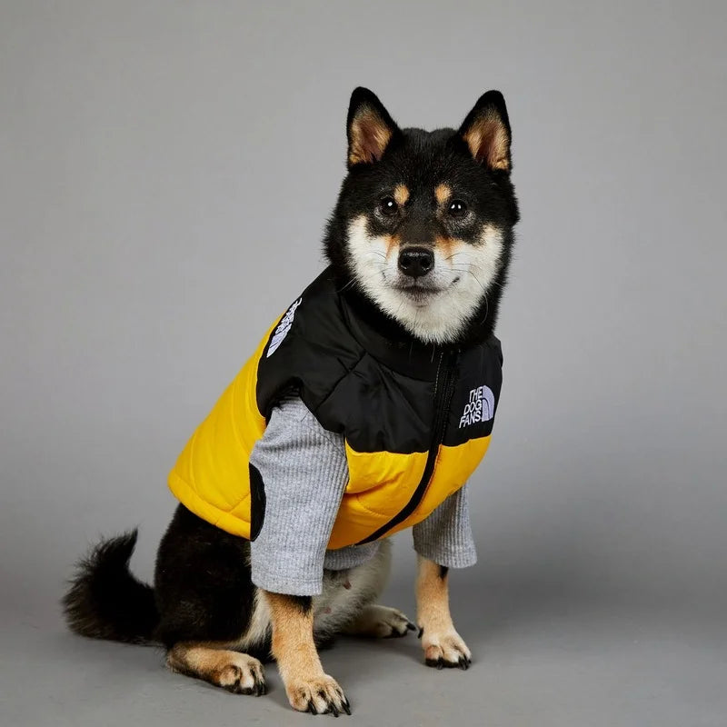 Dog wearing a yellow and black puffer vest on a gray background