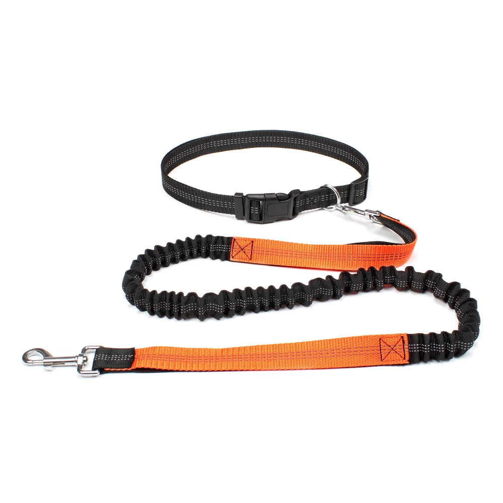 Black and orange dog leash on a white background