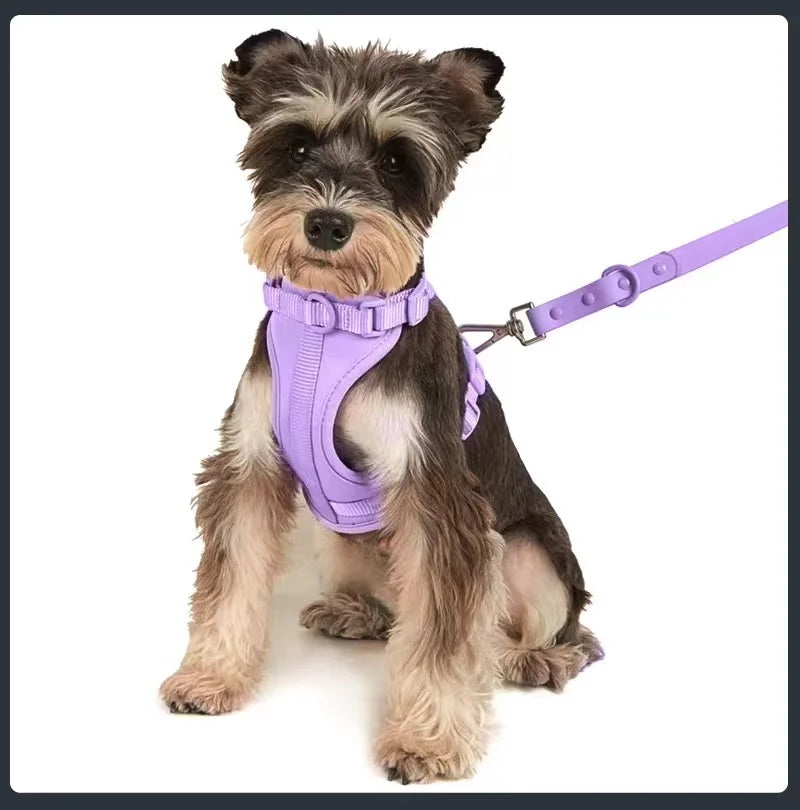 Small dog wearing a purple harness and leash on a white background