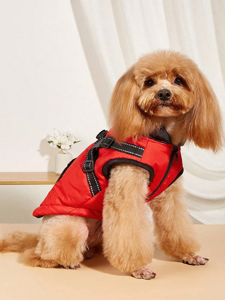 Small dog wearing a red life jacket on a light-colored floor with a white curtain in the background.