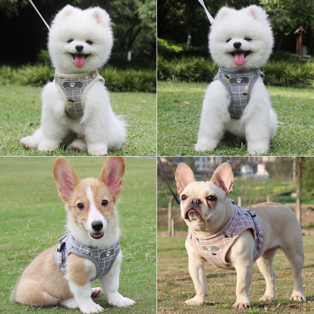 Collage of four dogs wearing harnesses in different outdoor settings.