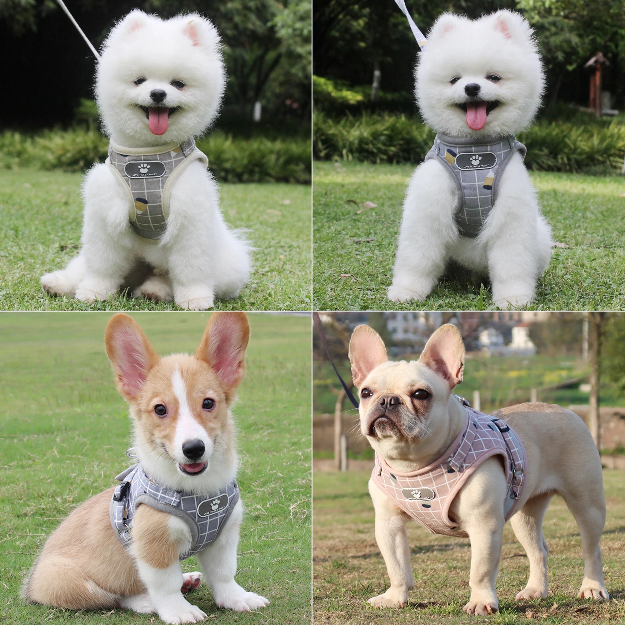 Collage of four dogs wearing harnesses in different outdoor settings.