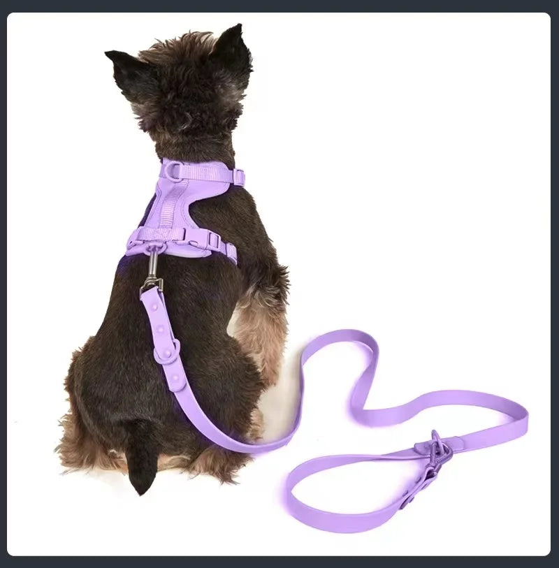 Dog wearing a purple harness and matching leash on a white background