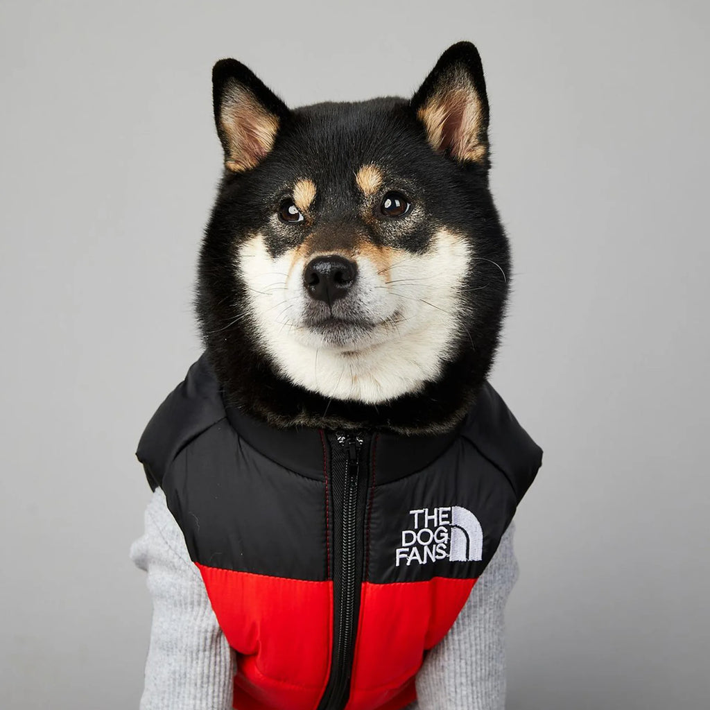 Dog wearing a black and red vest with 'The Dog Fans' logo on a gray background