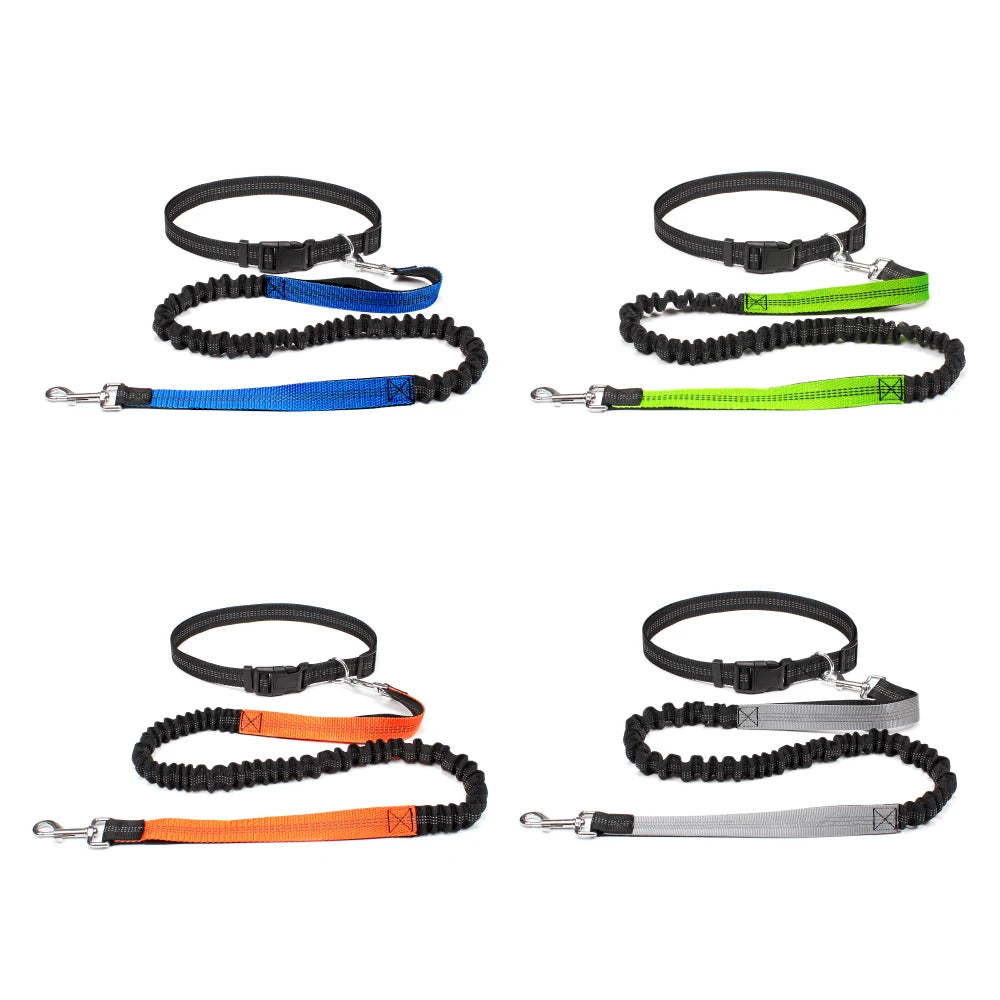 Set of six dog leashes in different colors on a white background