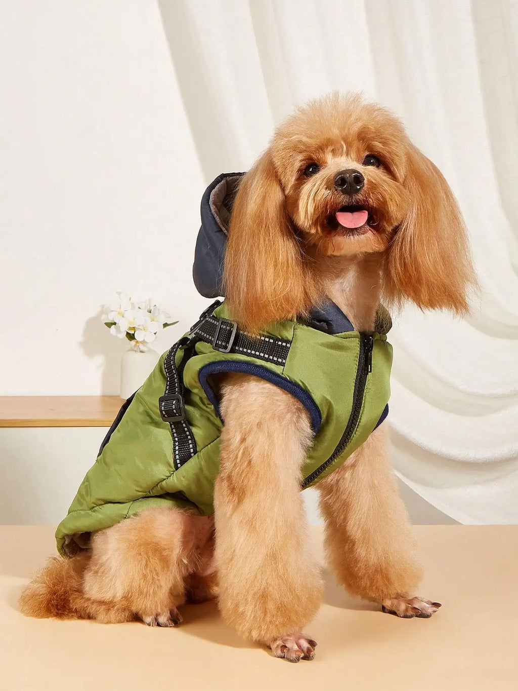 Dog wearing a green and navy jacket indoors with white curtains in the background